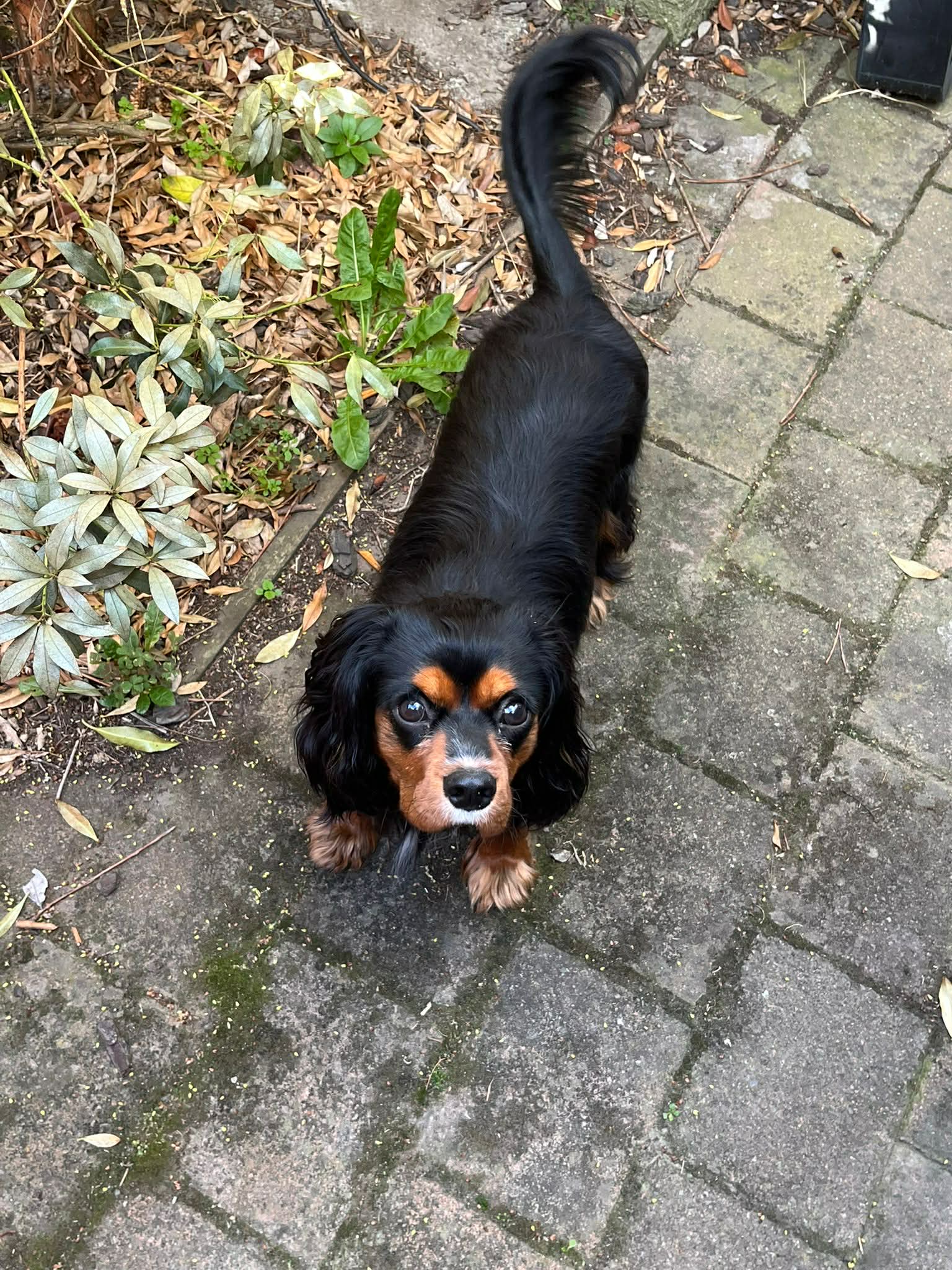 Dog receiving gentle care at home